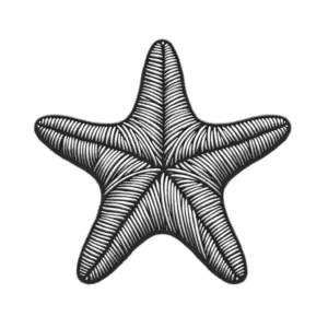 Starfish In Embroidery Lines