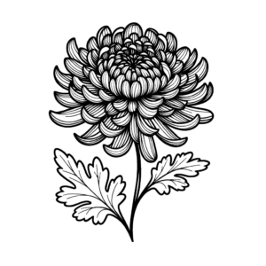 Chrysanthemum In Single Continuous-Line Style