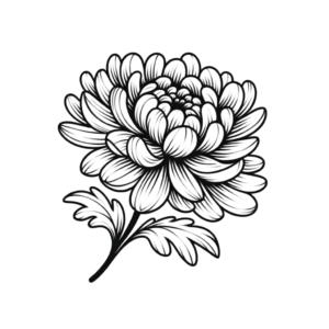 Feminine Chrysanthemum With Soft Curves