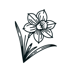 Feminine Daffodil With Soft Lines