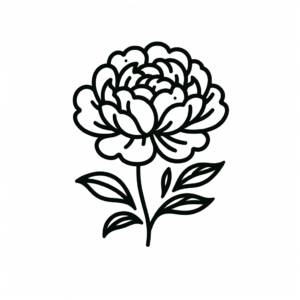 Feminine Peony With Soft Curves