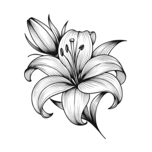 Fine Line Lily With Intricate, Precise Details