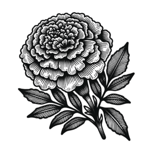 Linework Marigold With Intricate, Detailed Patterns