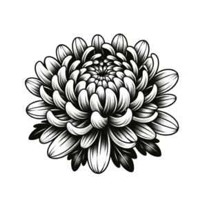 New School Chrysanthemum With Exaggerated Petals