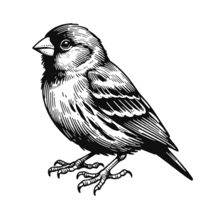 Simple Outline Of A Finch