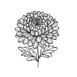 Single Continuous-Line Chrysanthemum With Smooth Flow