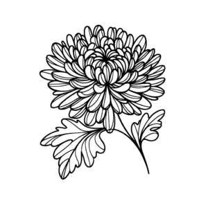 Single Line Chrysanthemum With Continuous Outline