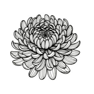 Single Line Chrysanthemum With Continuous Outline