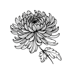 Single Line Chrysanthemum With Flowing Design