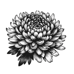 Sketchy Chrysanthemum With Rough Lines