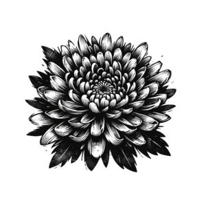 Sketchy Chrysanthemum With Rough Texture